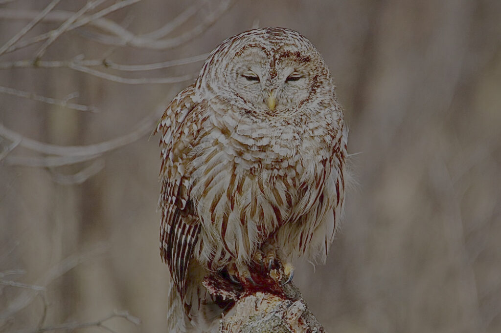 BarredOwl copy