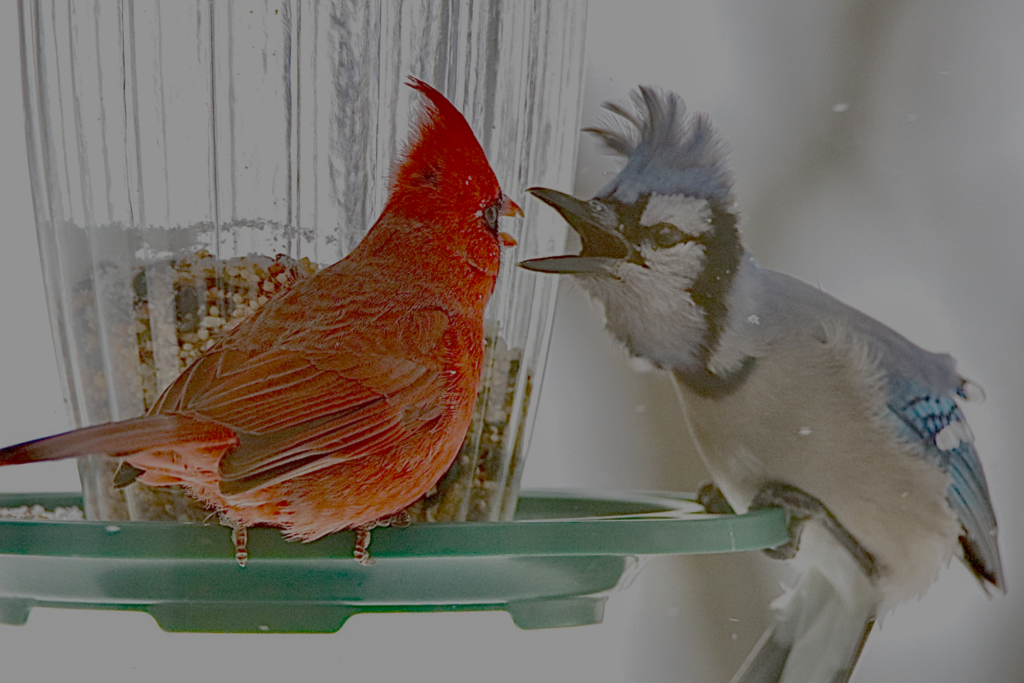 CardinalBlueJayFeederFight
