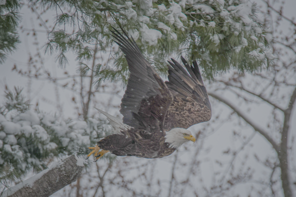 EagleKaraTree2-2