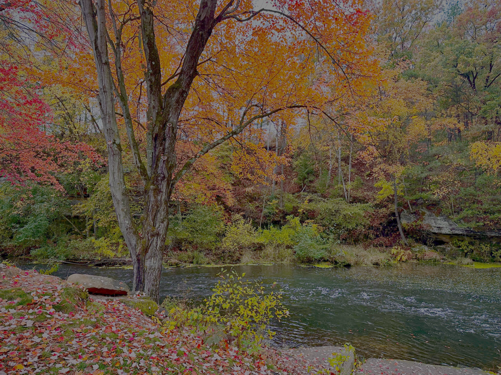 EricksonParkFallTree-